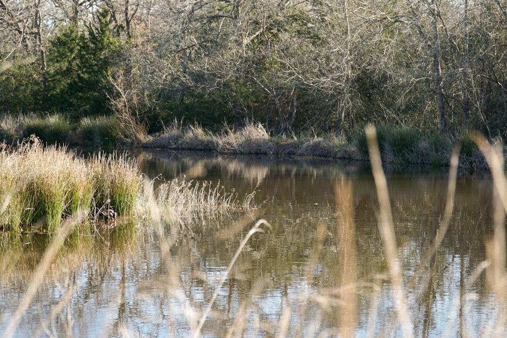 a body of water surrounded by trees and grass