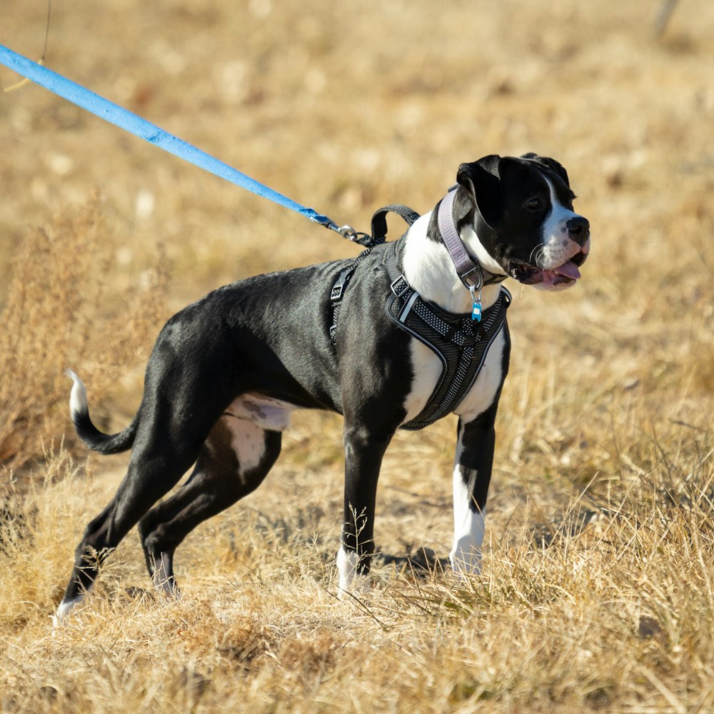 a black and white dog standing on top of a dry grass field