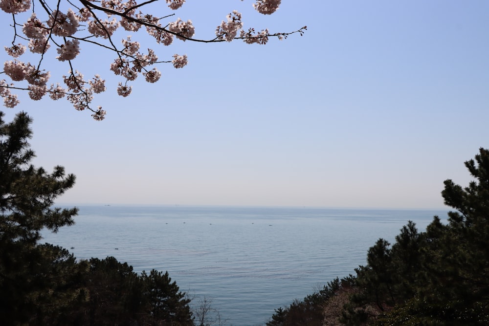 a view of a body of water through some trees