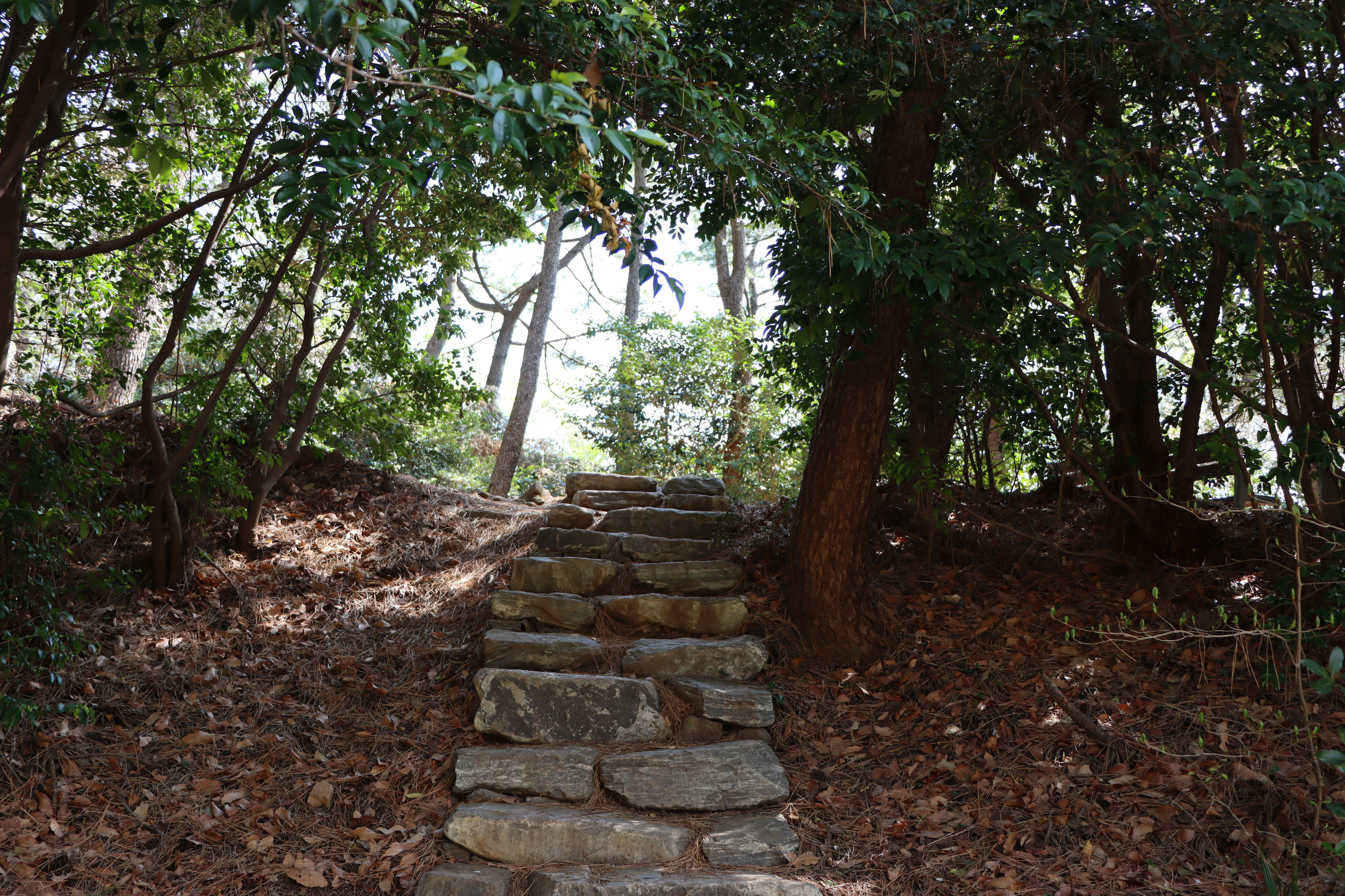 a set of stone steps in the middle of a forest