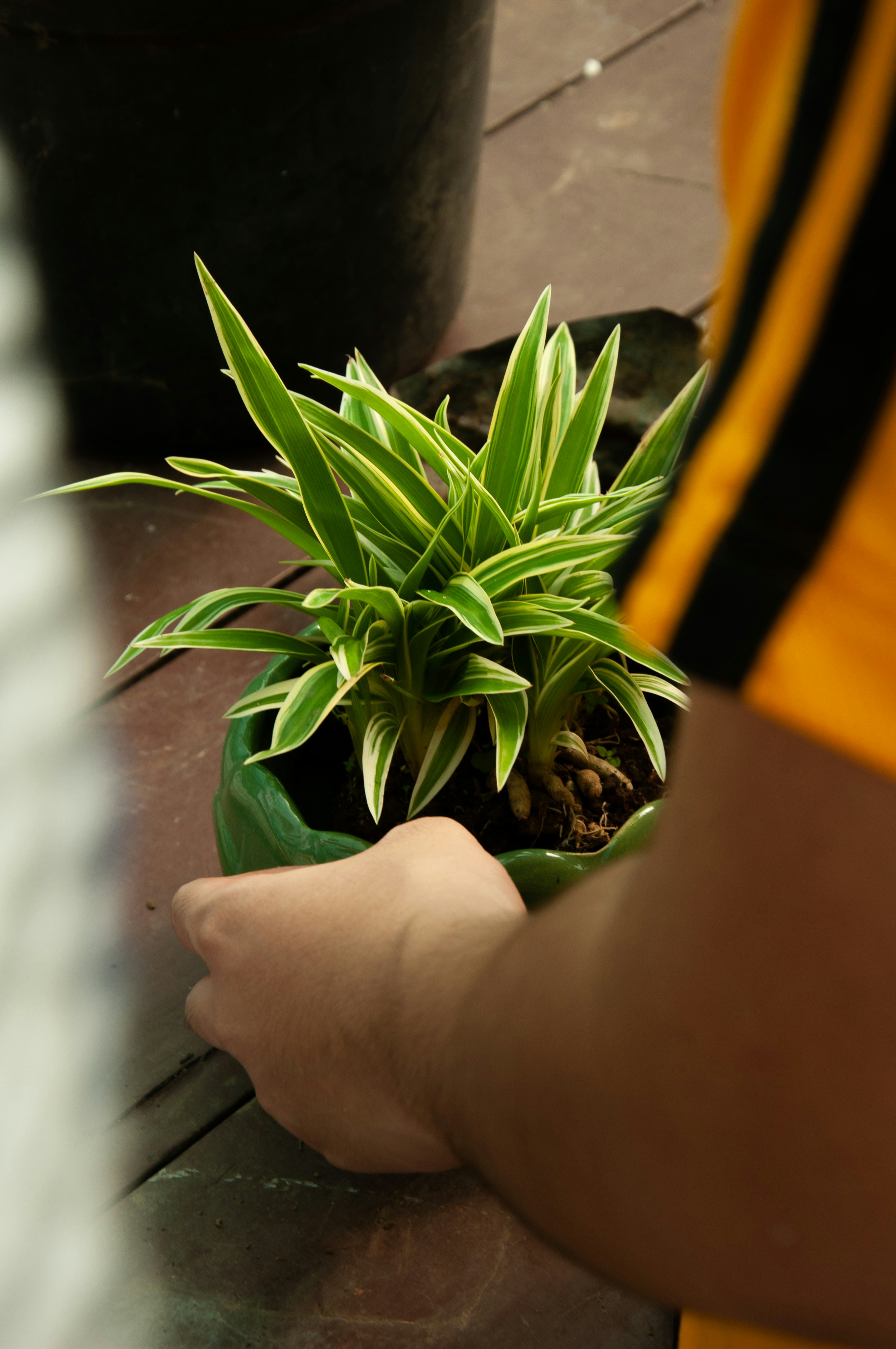 una persona che tiene una pianta in vaso su un tavolo