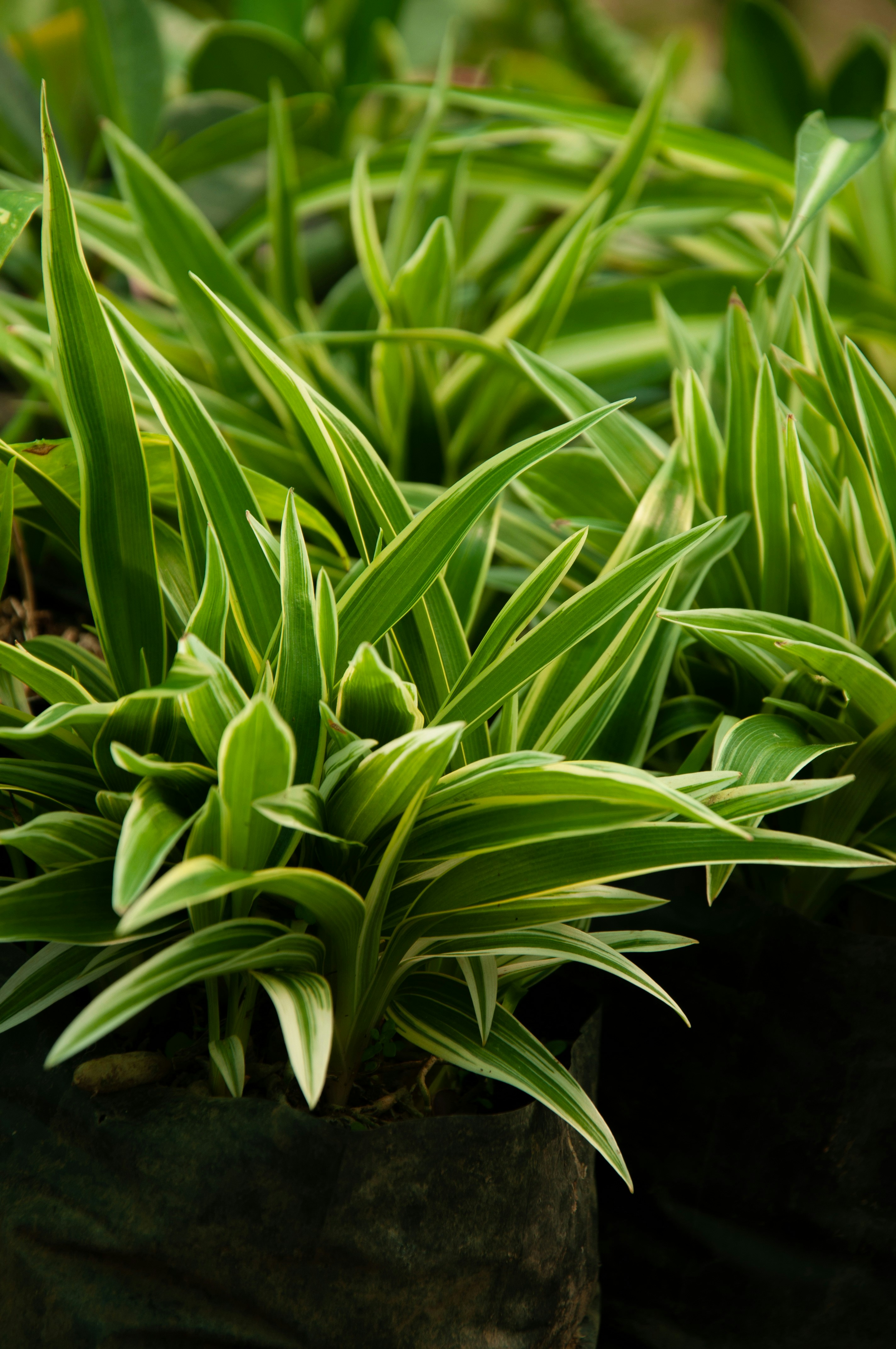 Photo by nilepereiraa