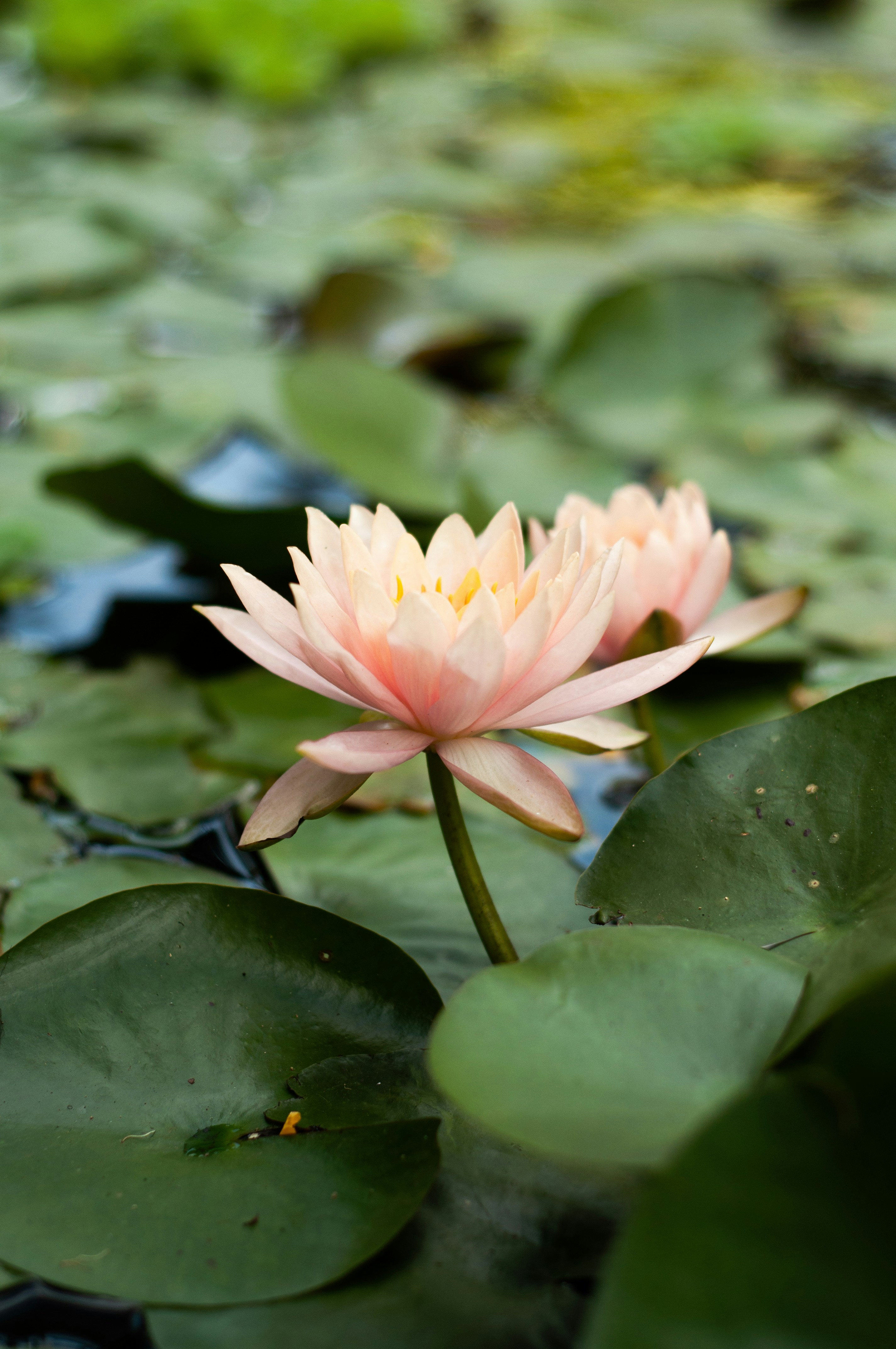 Photo by nilepereiraa