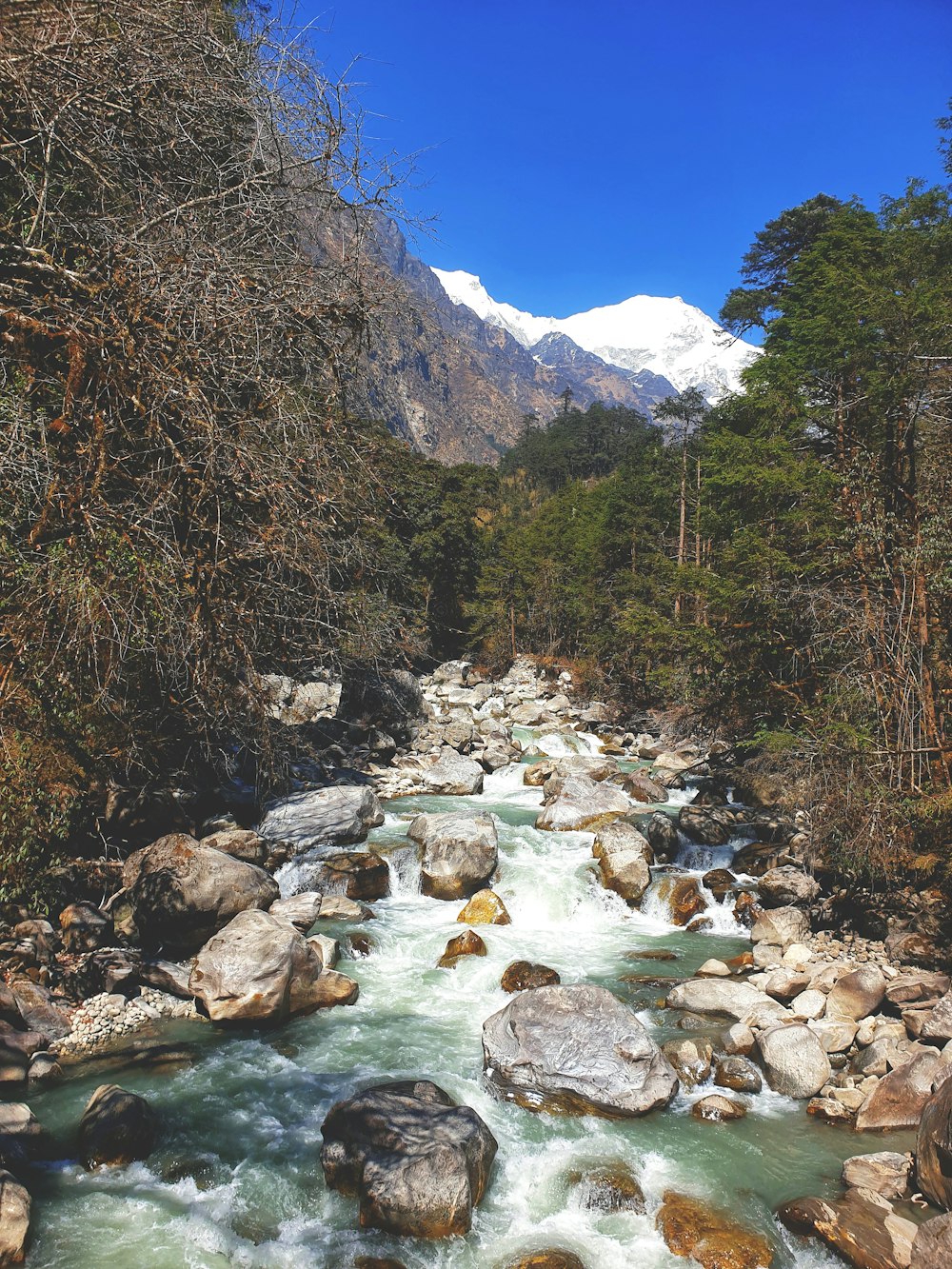 a river running through a lush green forest