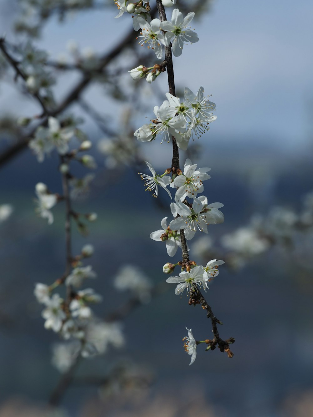 a close up of a tree with white flowers