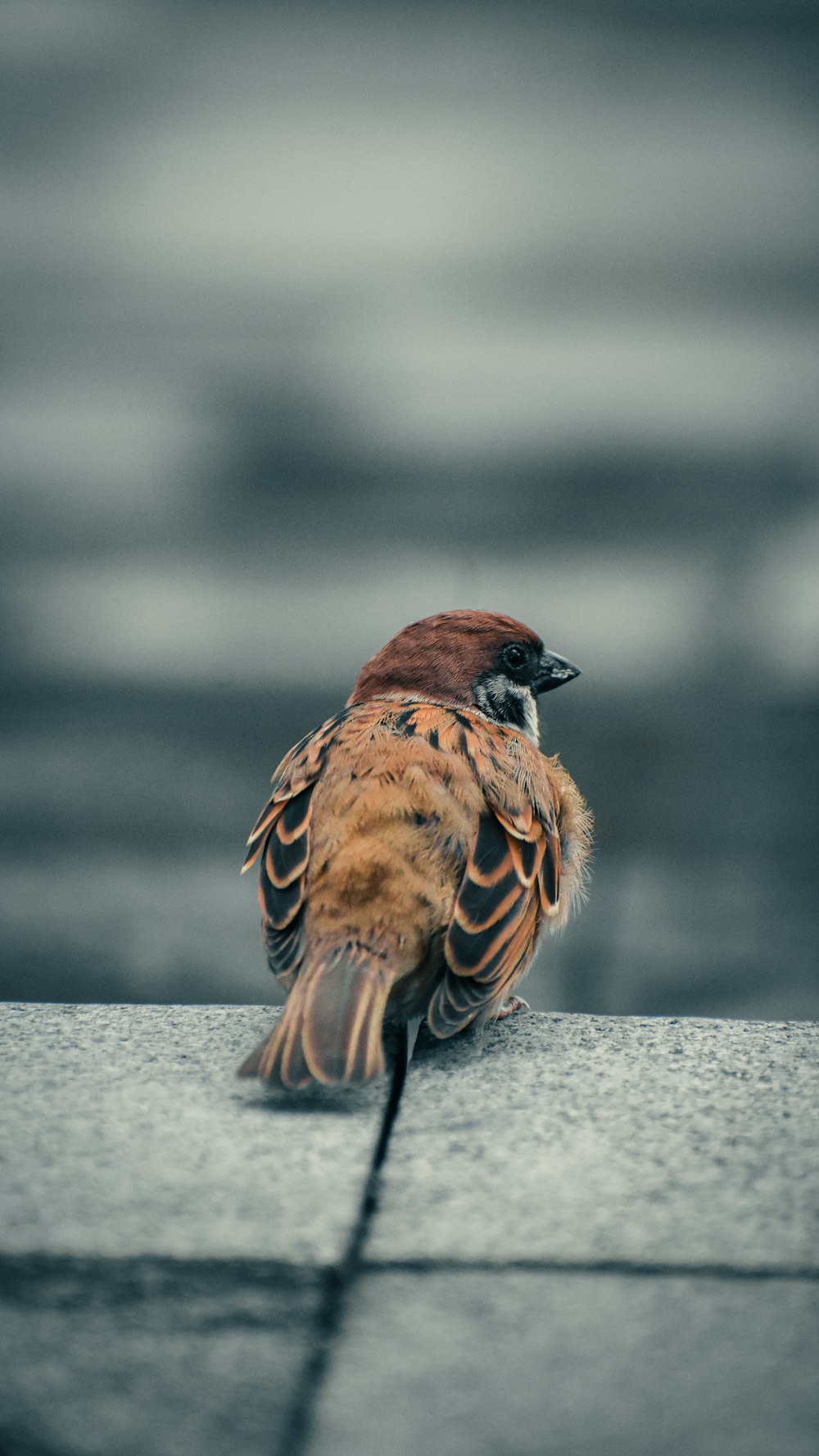 a small bird sitting on top of a sidewalk