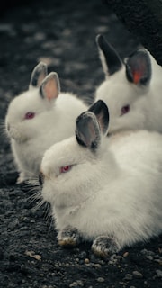 Three white rabbits with dark ears and red eyes are resting on a bed of dark soil. Their soft fur contrasts with the rough texture of the ground, creating a stark and visually interesting composition.