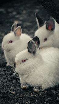 Three white rabbits with dark ears and red eyes are resting on a bed of dark soil. Their soft fur contrasts with the rough texture of the ground, creating a stark and visually interesting composition.