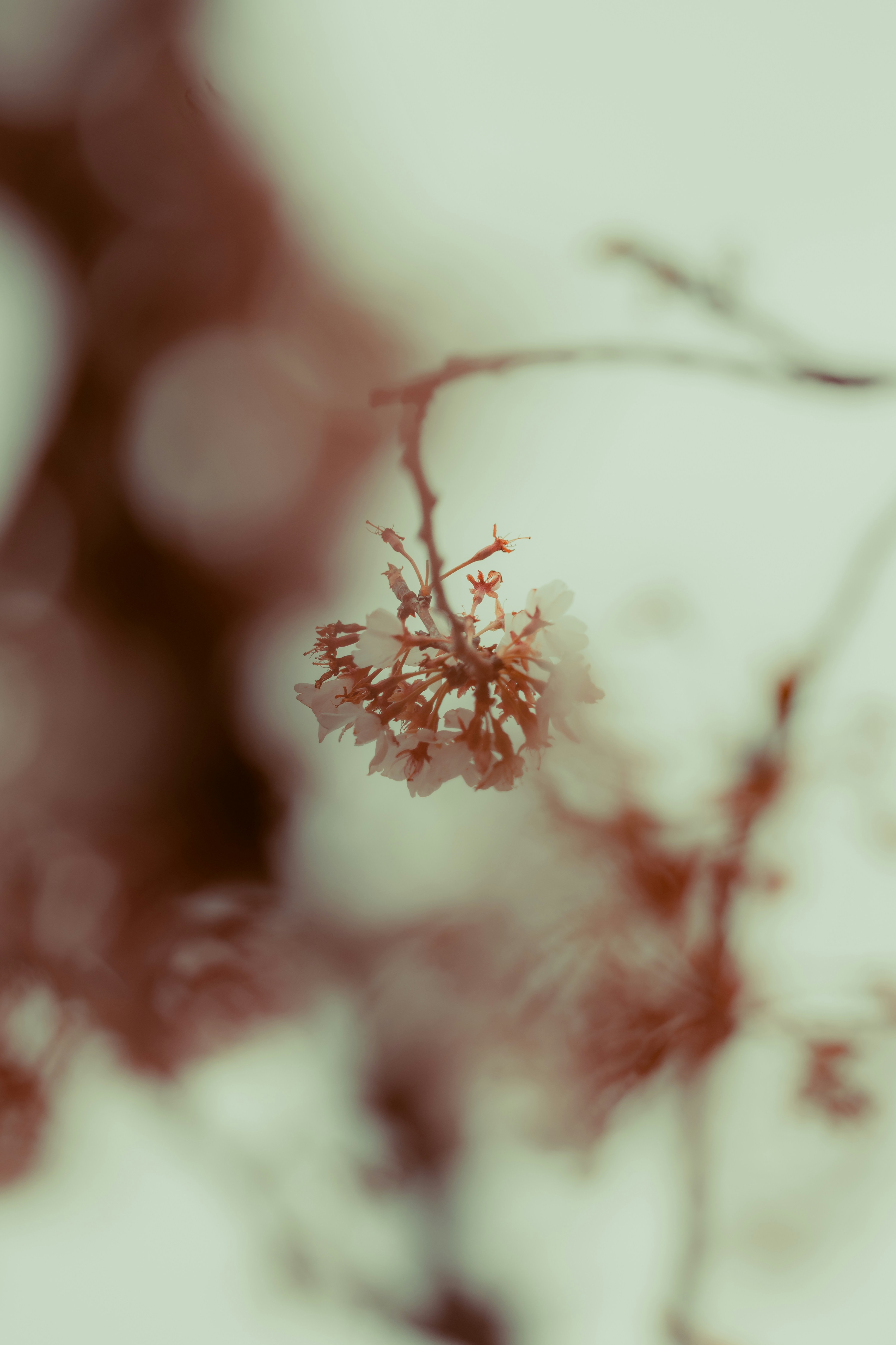 Photo by onthesearchforpineapples