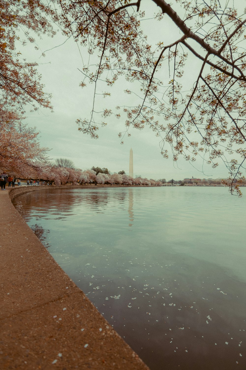 a body of water surrounded by cherry blossom trees