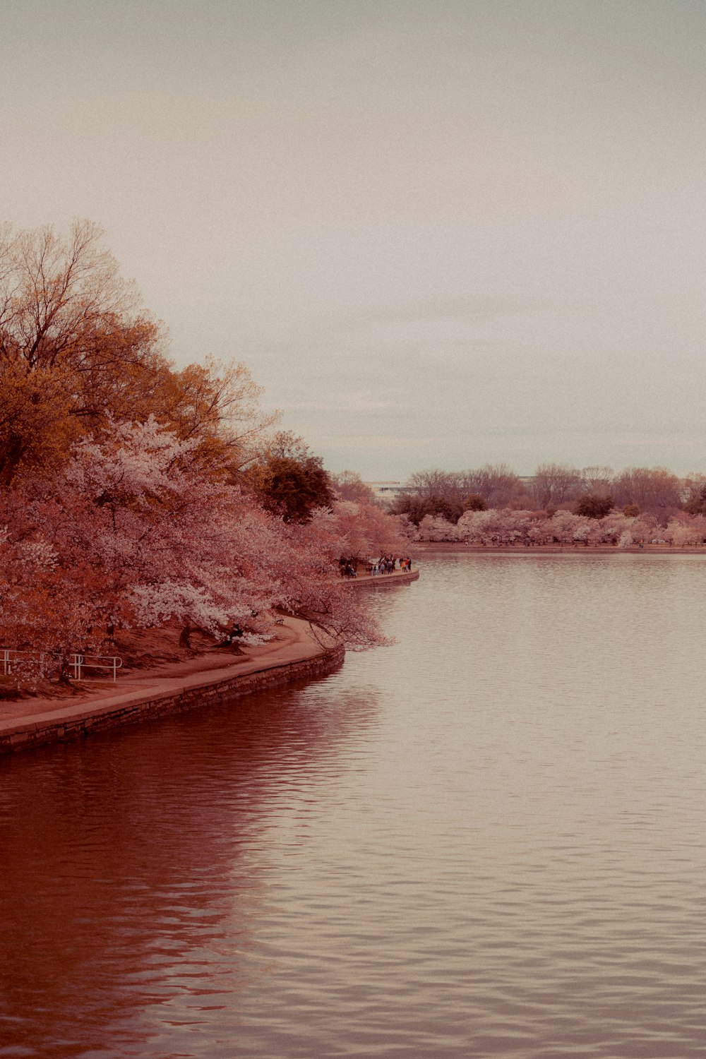 a large body of water surrounded by trees