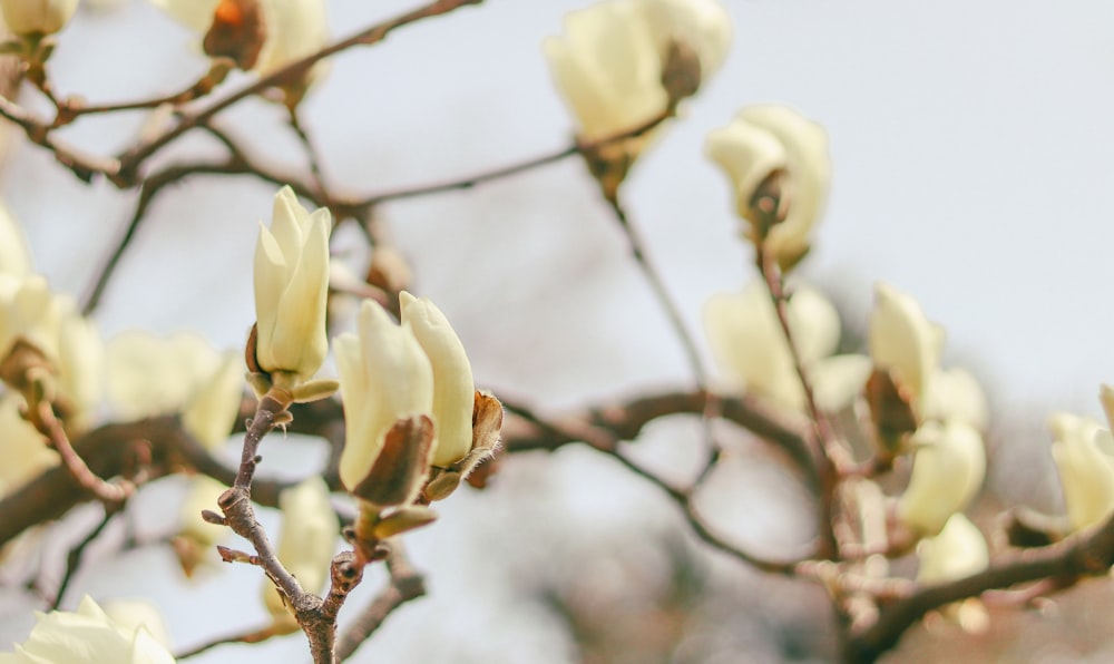 a close up of a tree with white flowers