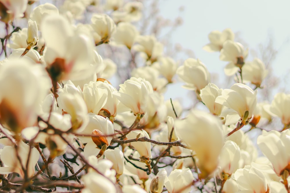 나무에있는 흰 꽃 한 무리