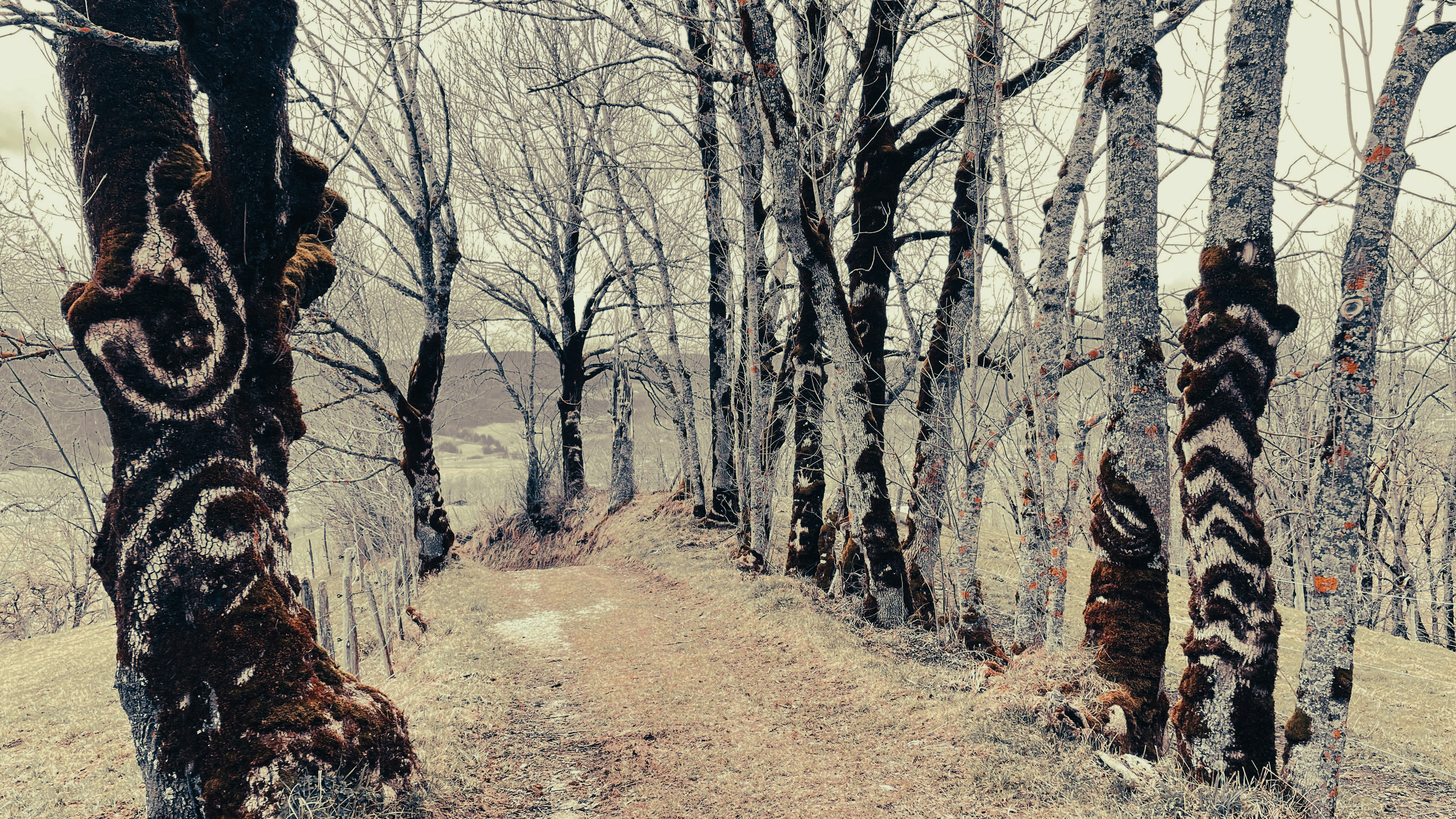 a trail in the woods with trees painted on it