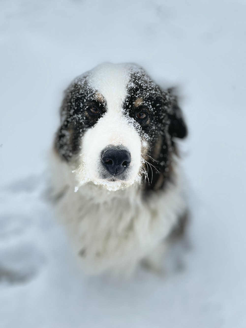 a black and white dog sitting in the snow