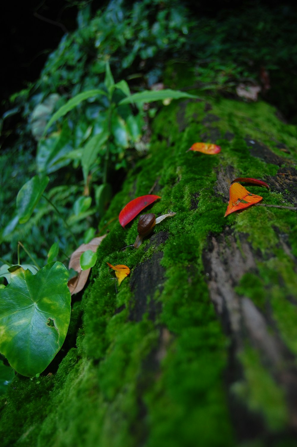 a moss covered log with leaves on it