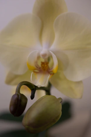 Close-up of a blooming cymbidium orchid with delicate petals in natural sunlight.