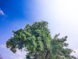 A serene oak tree standing tall against a clear blue sky, symbolizing growth and strength.