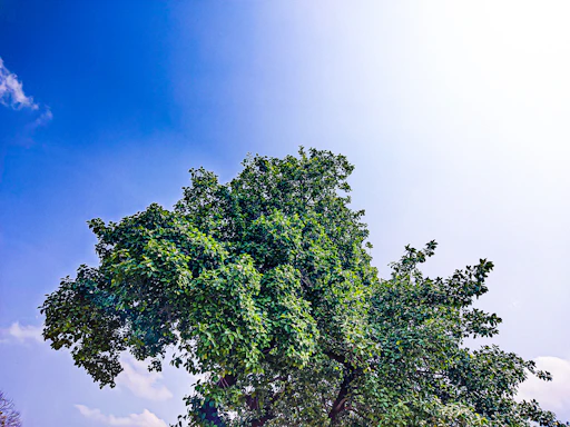 A vibrant tree symbolizing growth and unity under a clear sky.