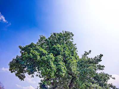 A serene backyard with a newly planted tree standing tall against a clear blue sky.