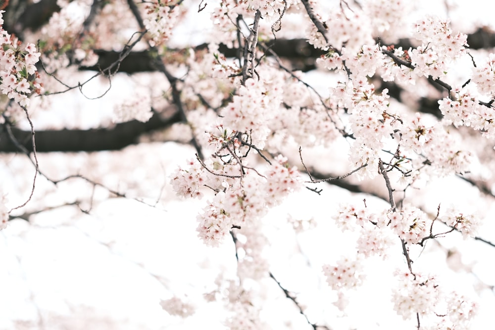 a close up of a tree with white flowers