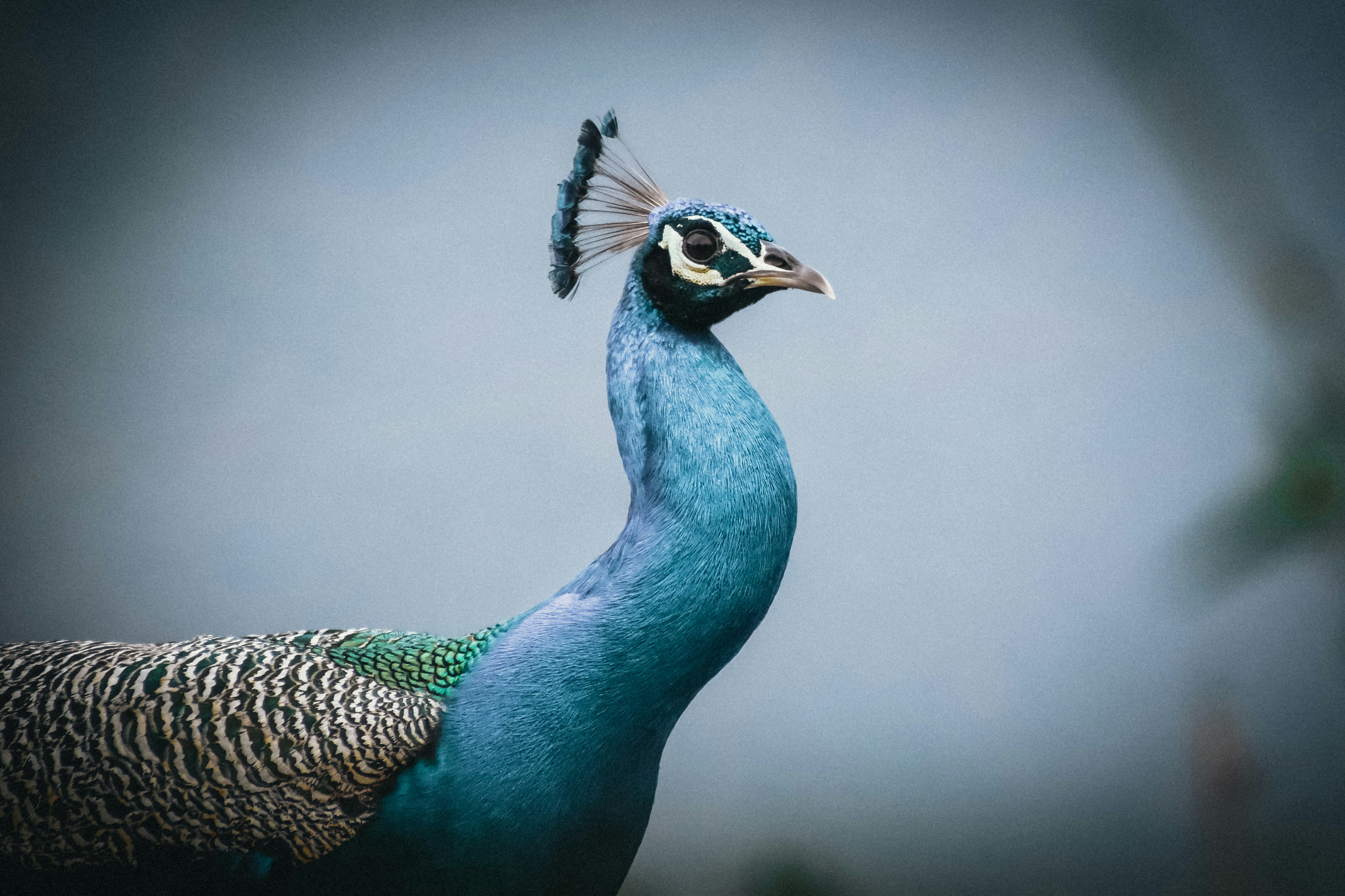 a close up of a peacock with a blurry background