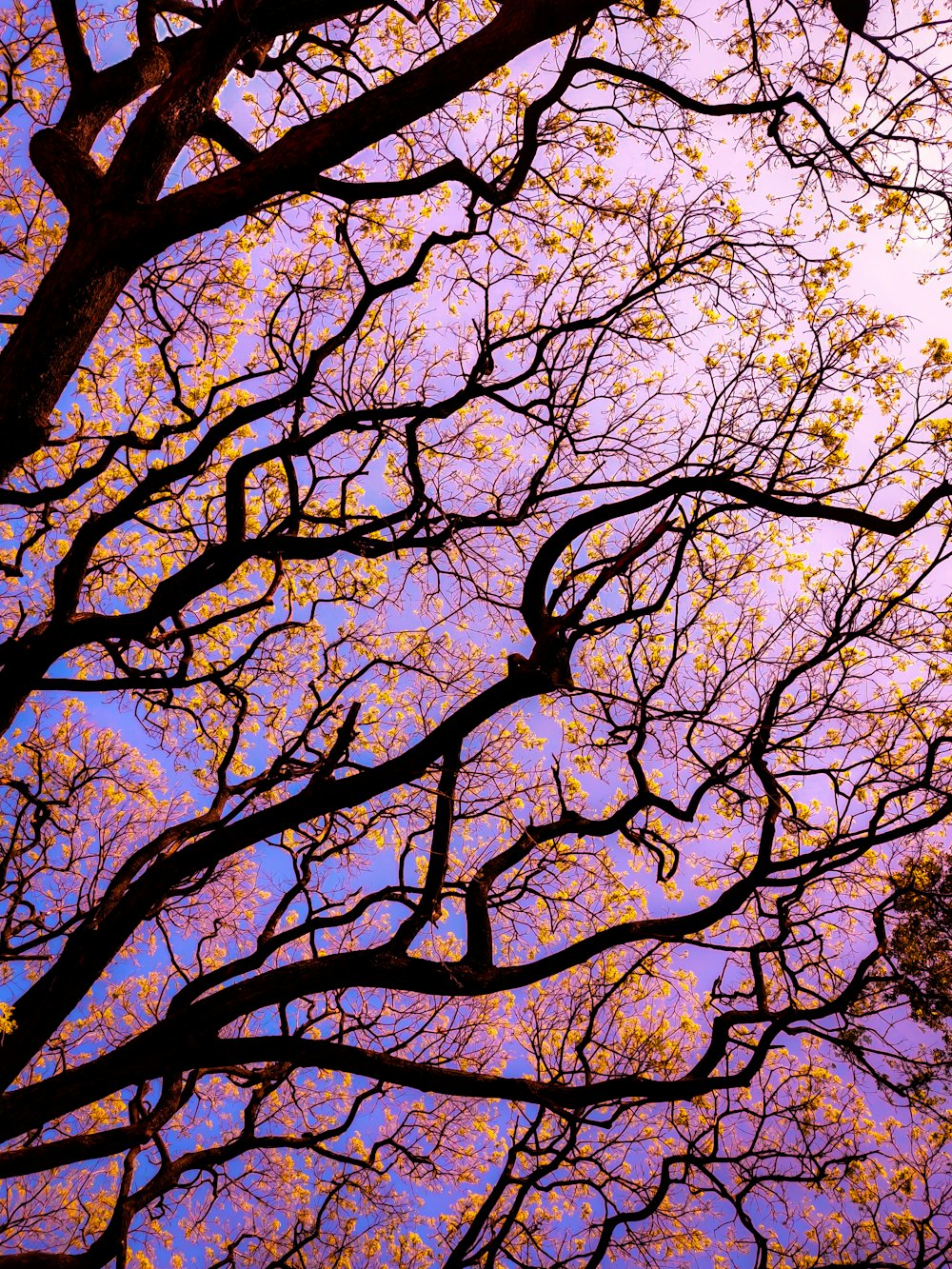 the branches of a tree against a blue sky