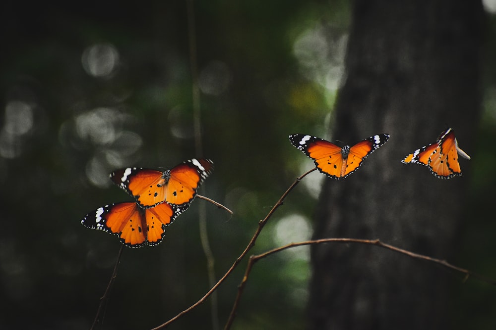 eine Gruppe orangefarbener Schmetterlinge, die auf einem Ast sitzen
