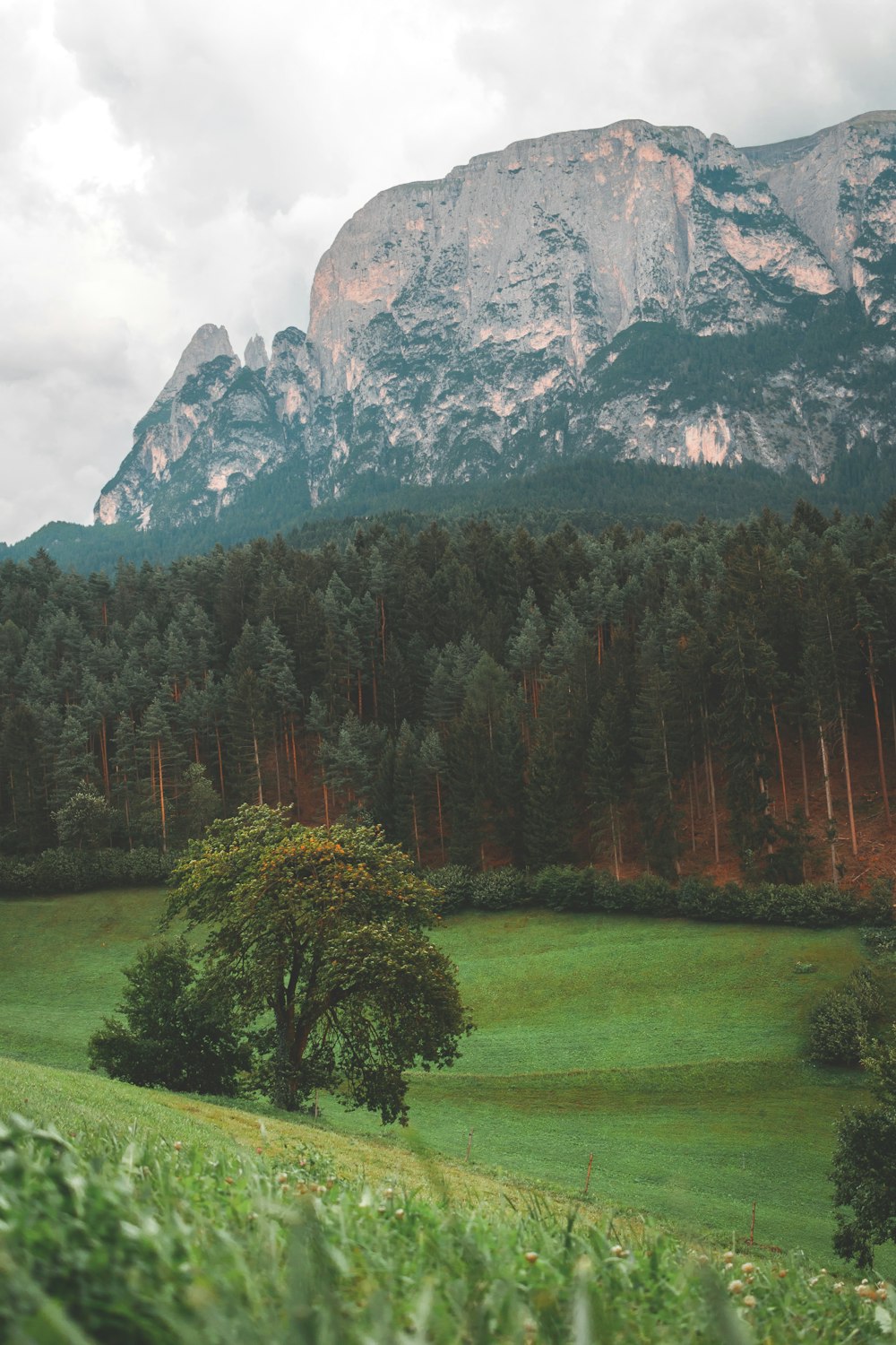 Un exuberante campo verde con una montaña al fondo