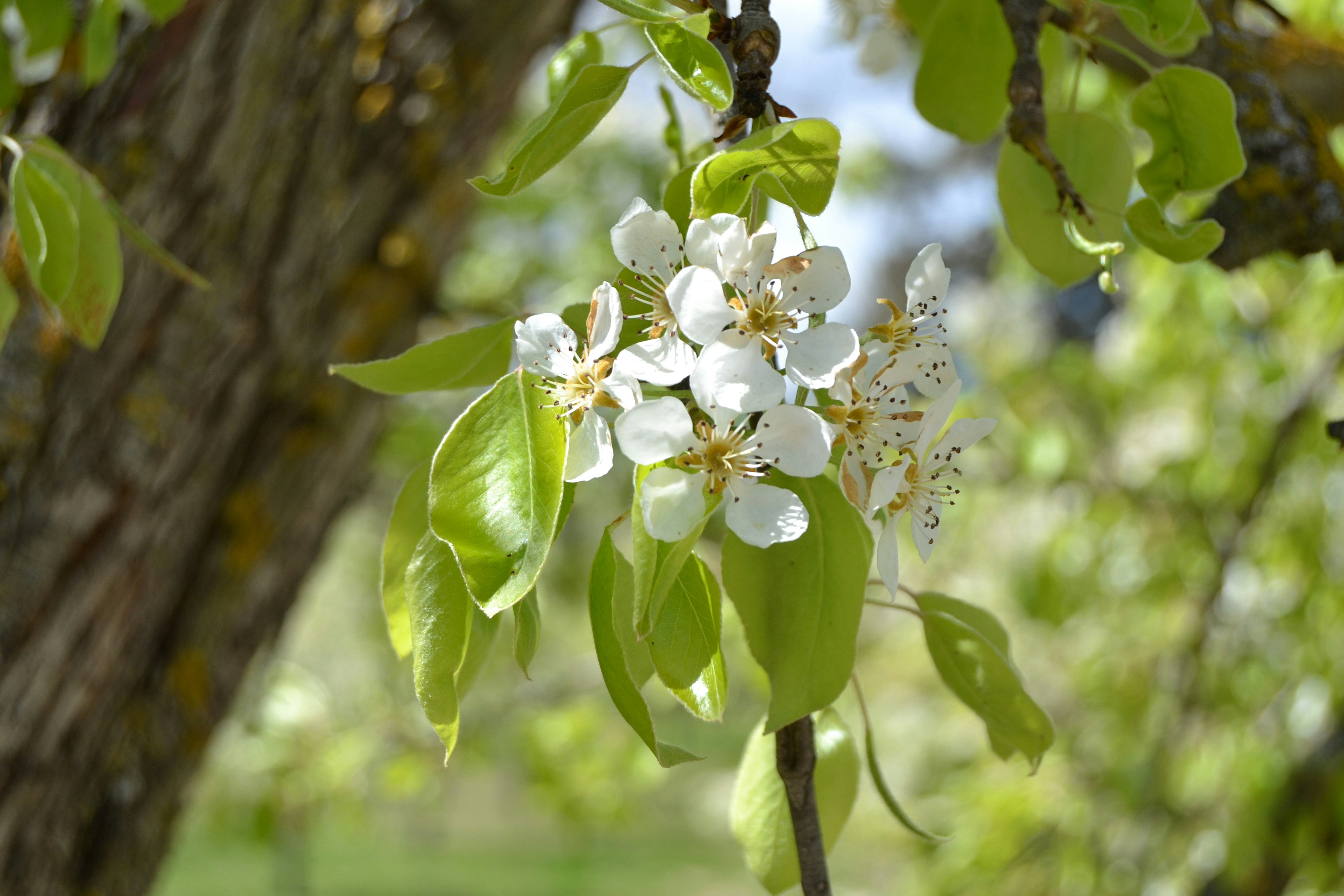 Foto Un árbol con flores blancas