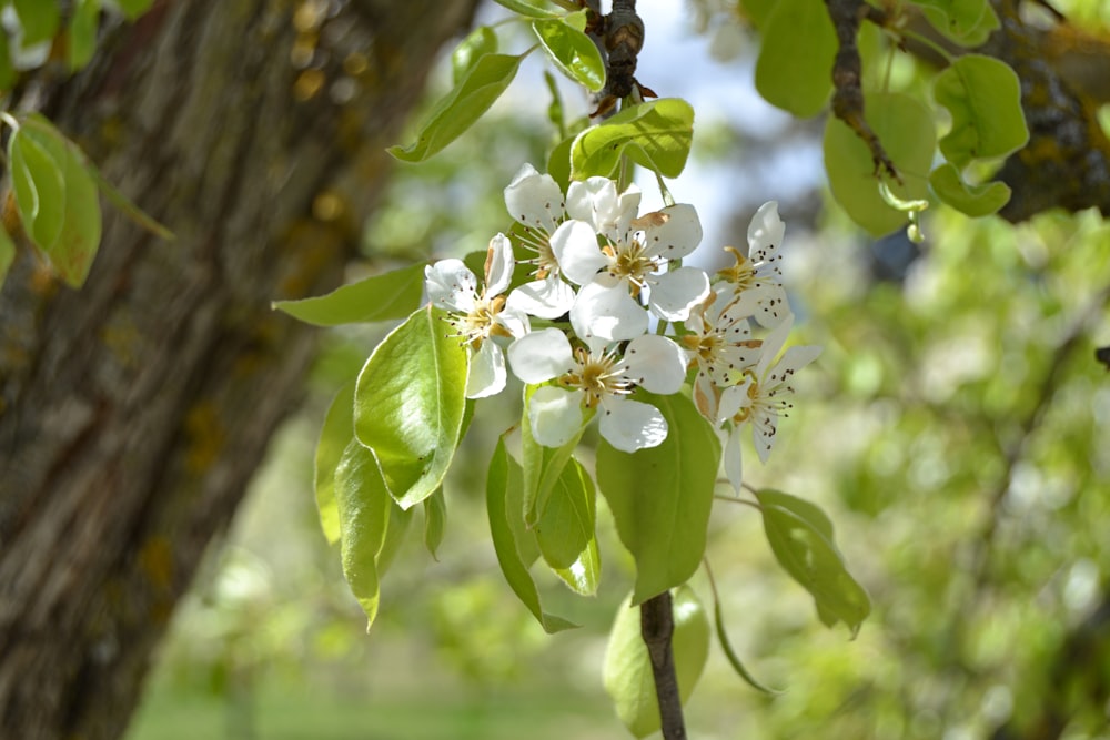 a tree with white flowers and green leaves