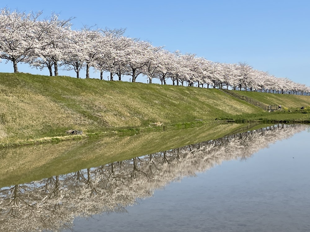 a row of trees next to a body of water