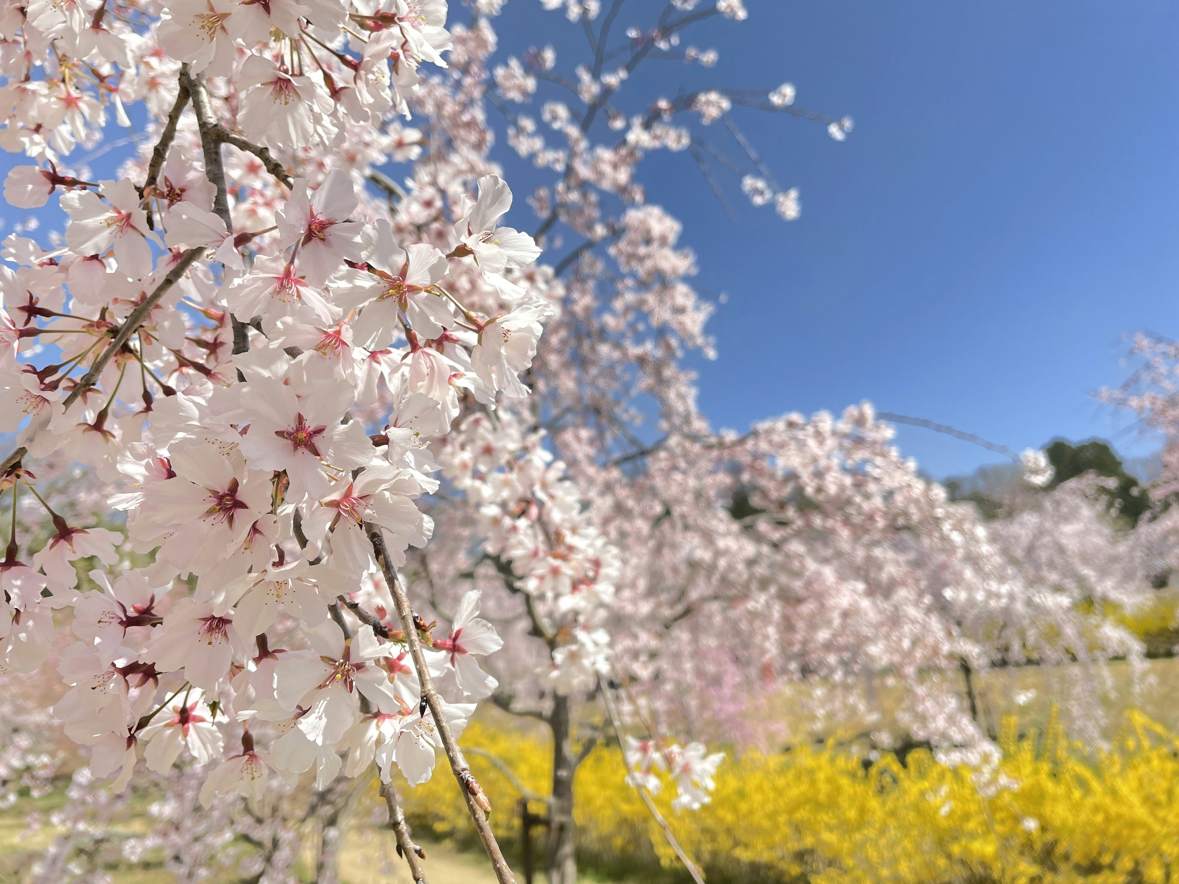 日本