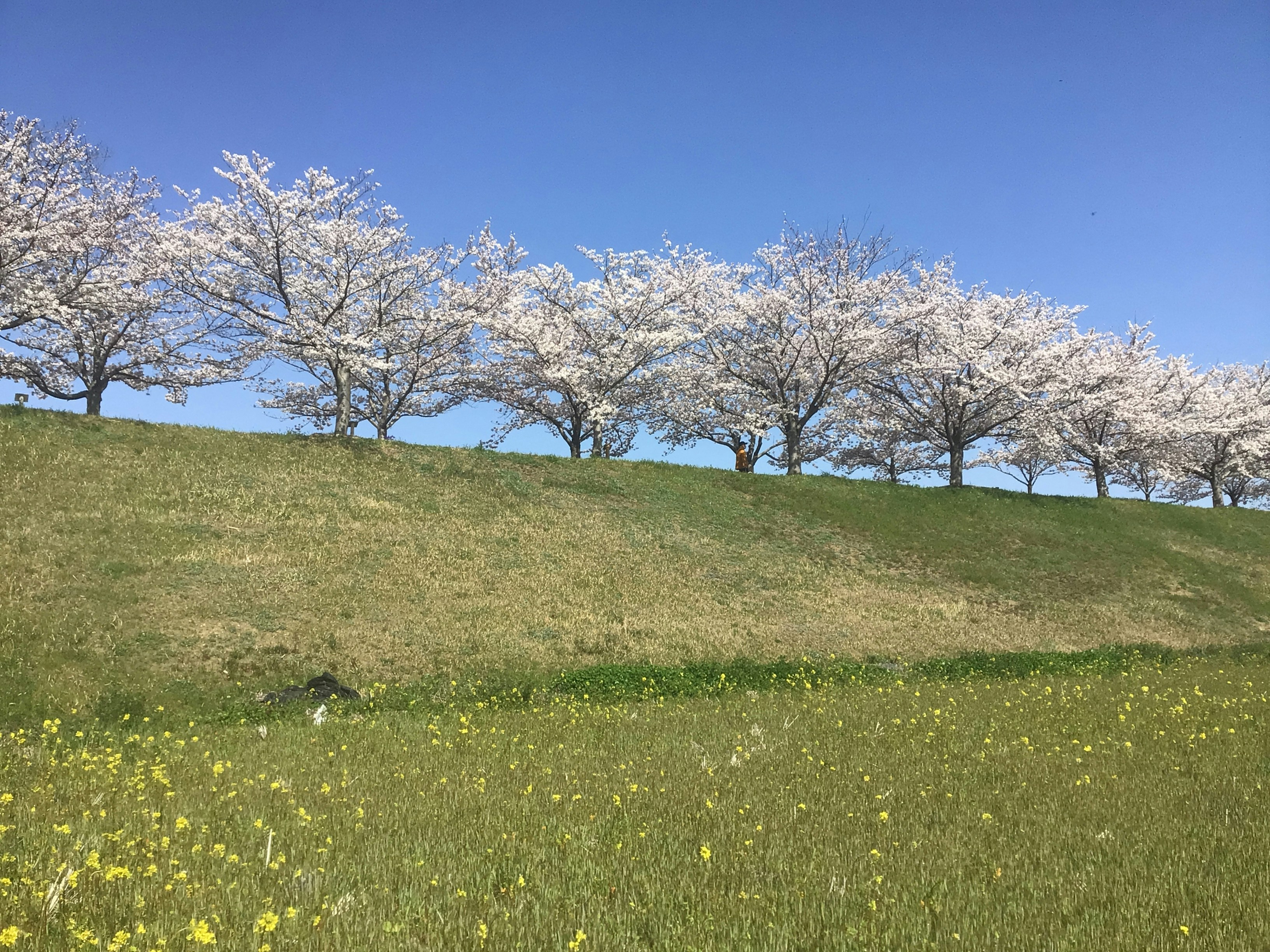 A field of blooming spring flowers under a sunny sky