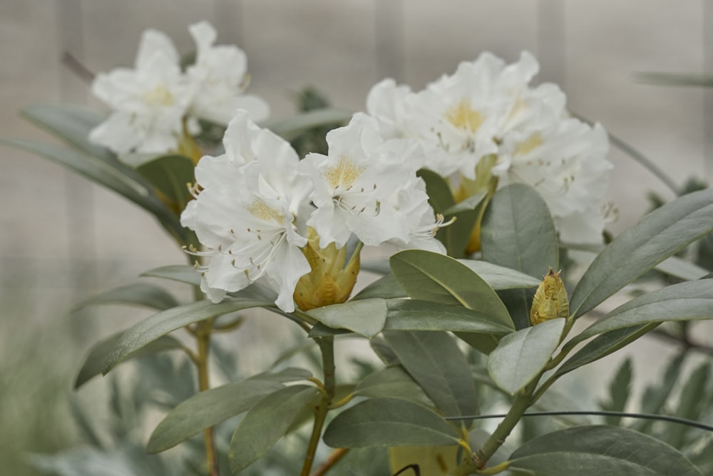 a close up of some white flowers with green leaves