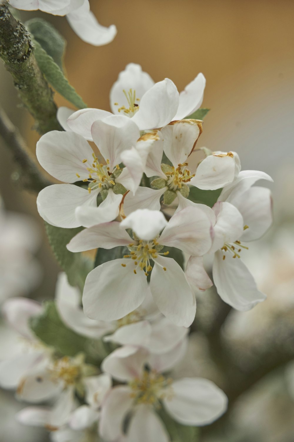 a close up of some white flowers on a tree