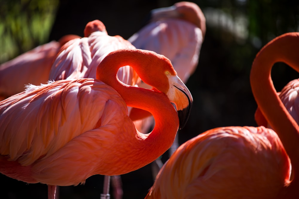 a group of flamingos standing next to each other