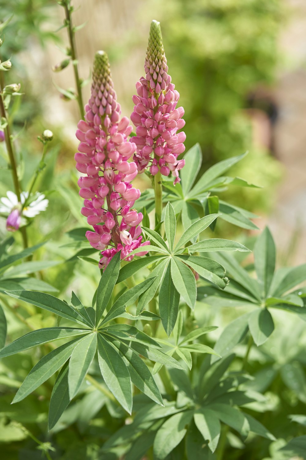 a close up of pink flowers in a garden