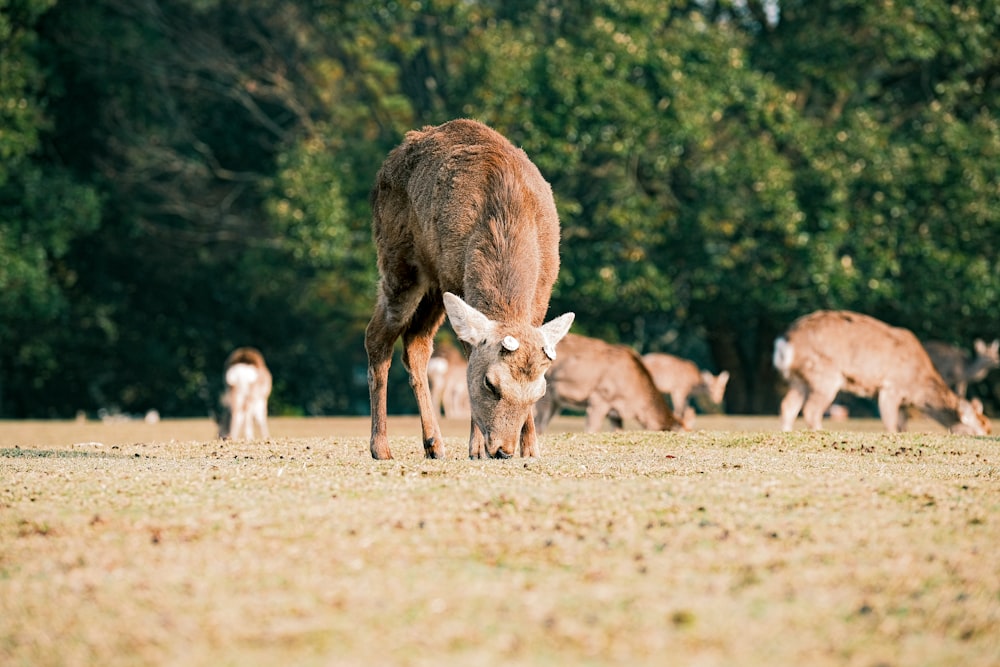 a herd of deer grazing on a grass covered field