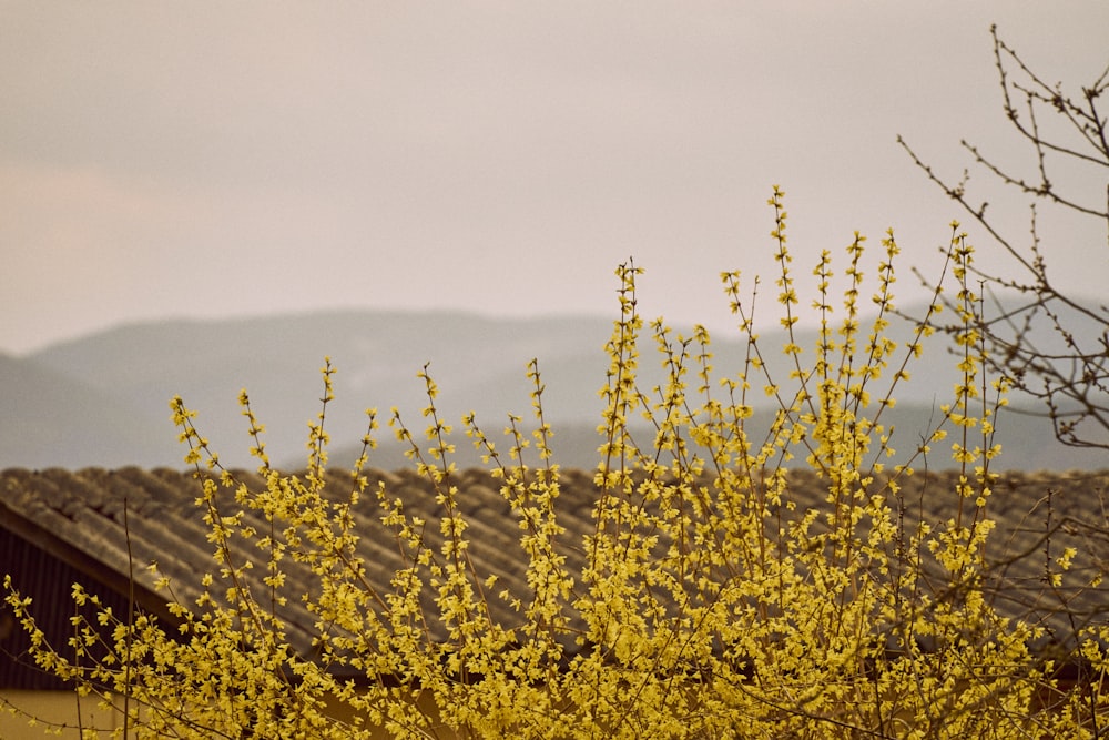 a bush with yellow flowers in front of a house