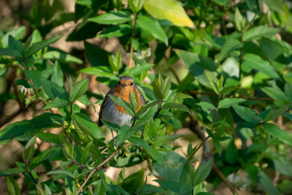 The image depicts a small bird perched on a branch, facing towards the right side of the frame. The bird is brown and white in color, with its wings slightly spread out. The background features lush green leaves that fill most of the frame, creating a sense of depth and natural habitat for the bird.