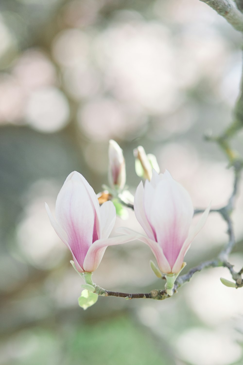 two pink flowers blooming on a tree branch