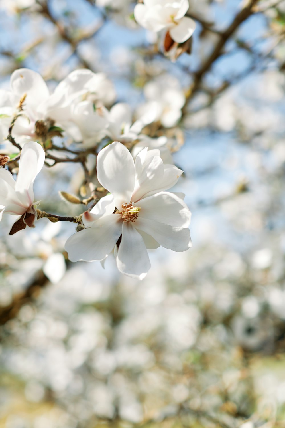 a white flower on a tree with a blue sky in the background