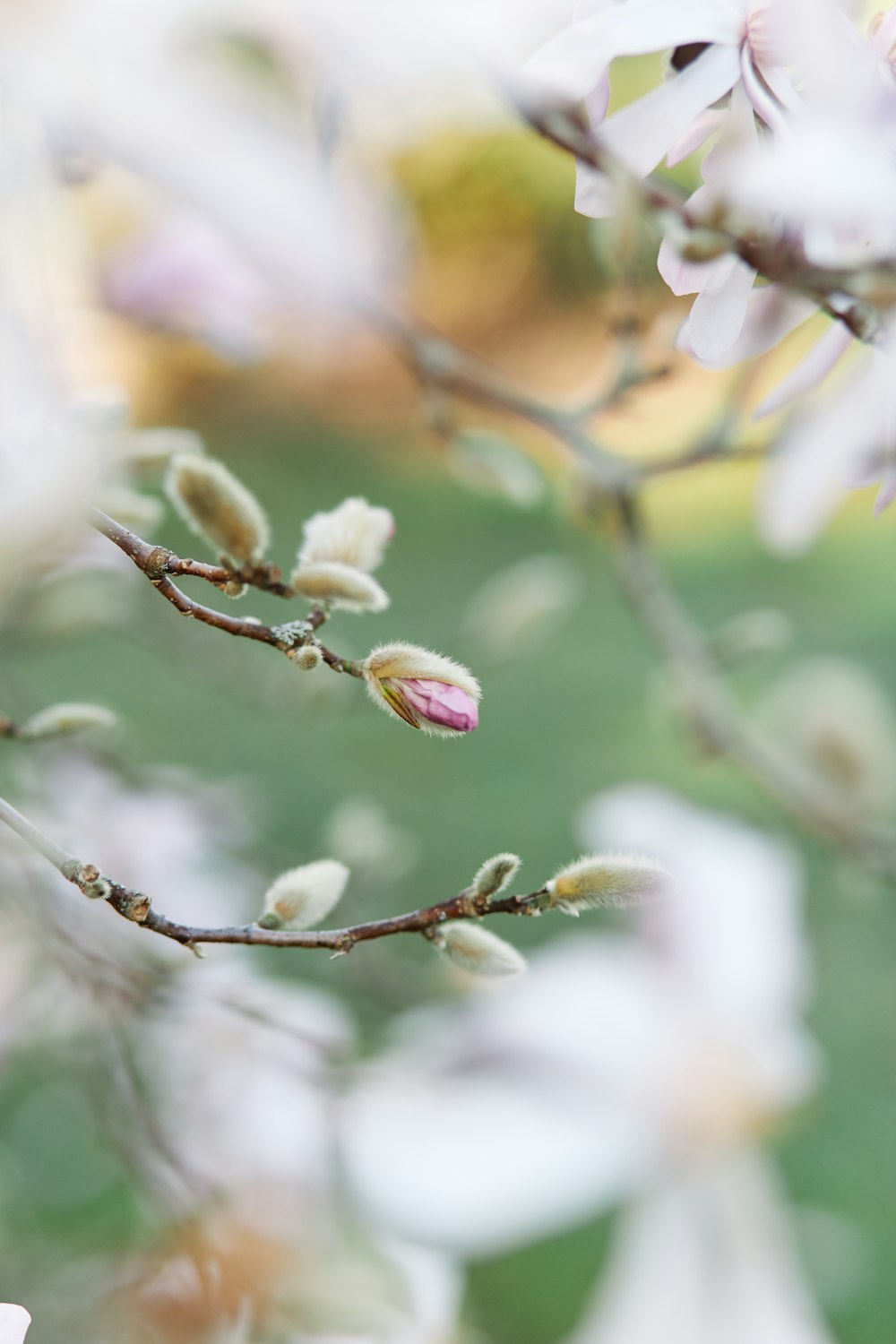 a close up of a branch with flowers on it