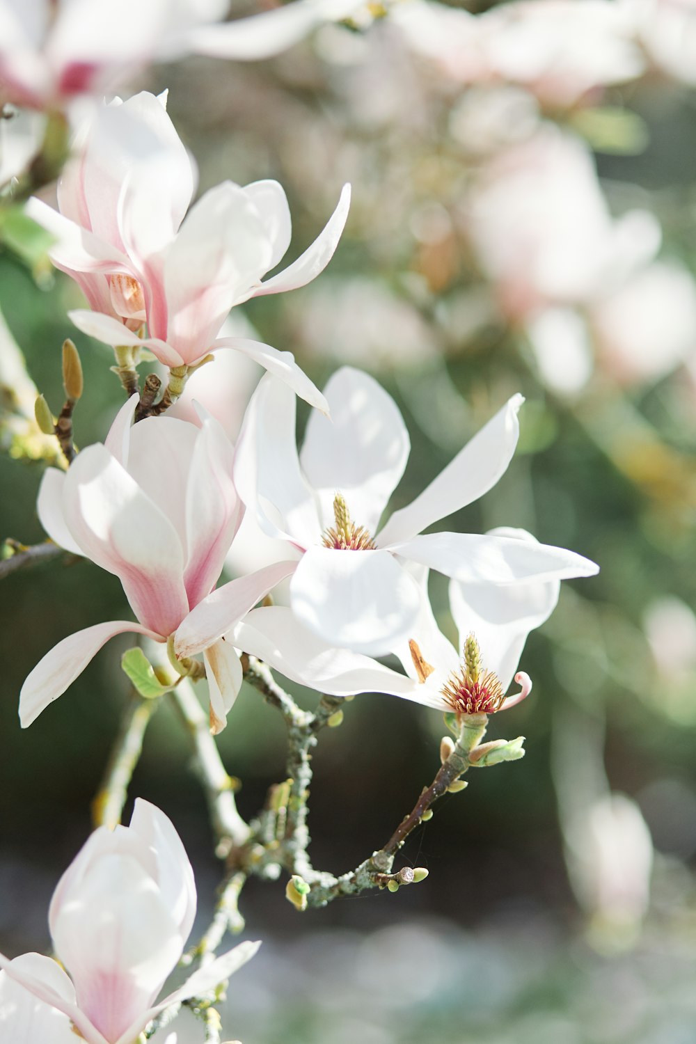 a close up of a flower on a tree