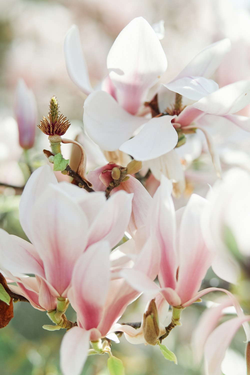 a close up of a bunch of flowers on a tree