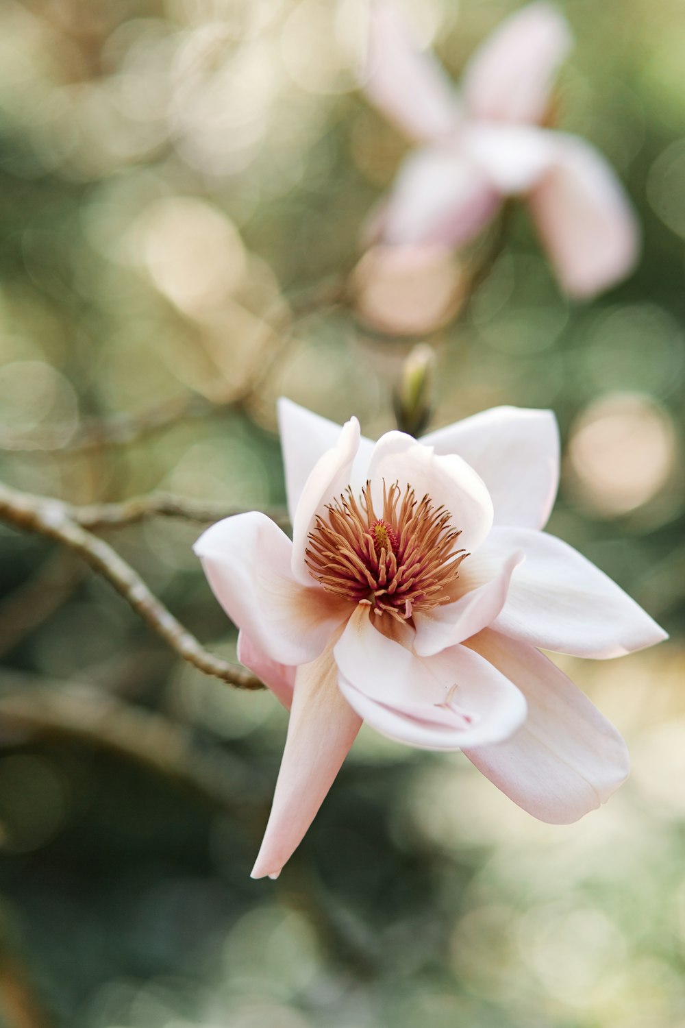 a white flower is blooming on a tree branch