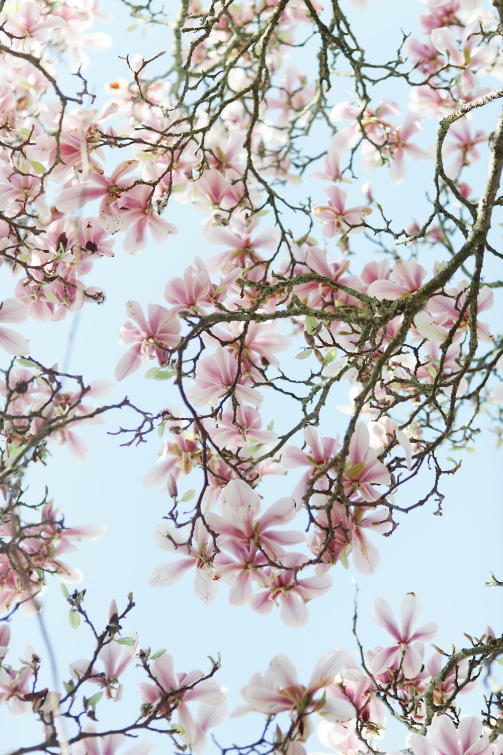 a bunch of pink flowers on a tree