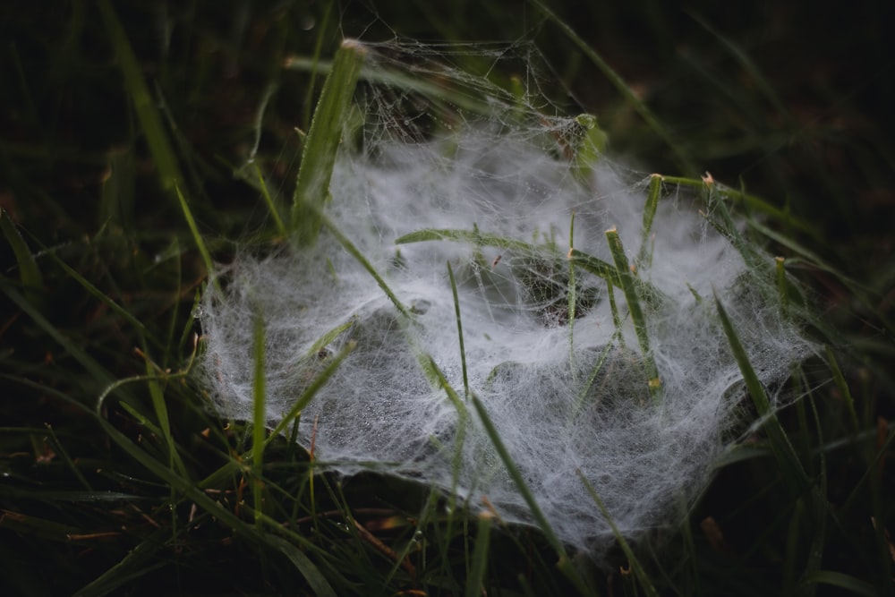 a close up of a spider web in the grass