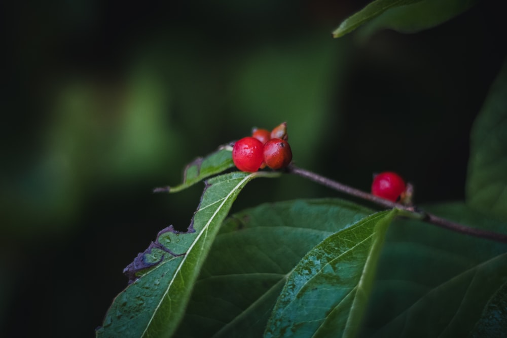 a close up of some red berries on a green leaf